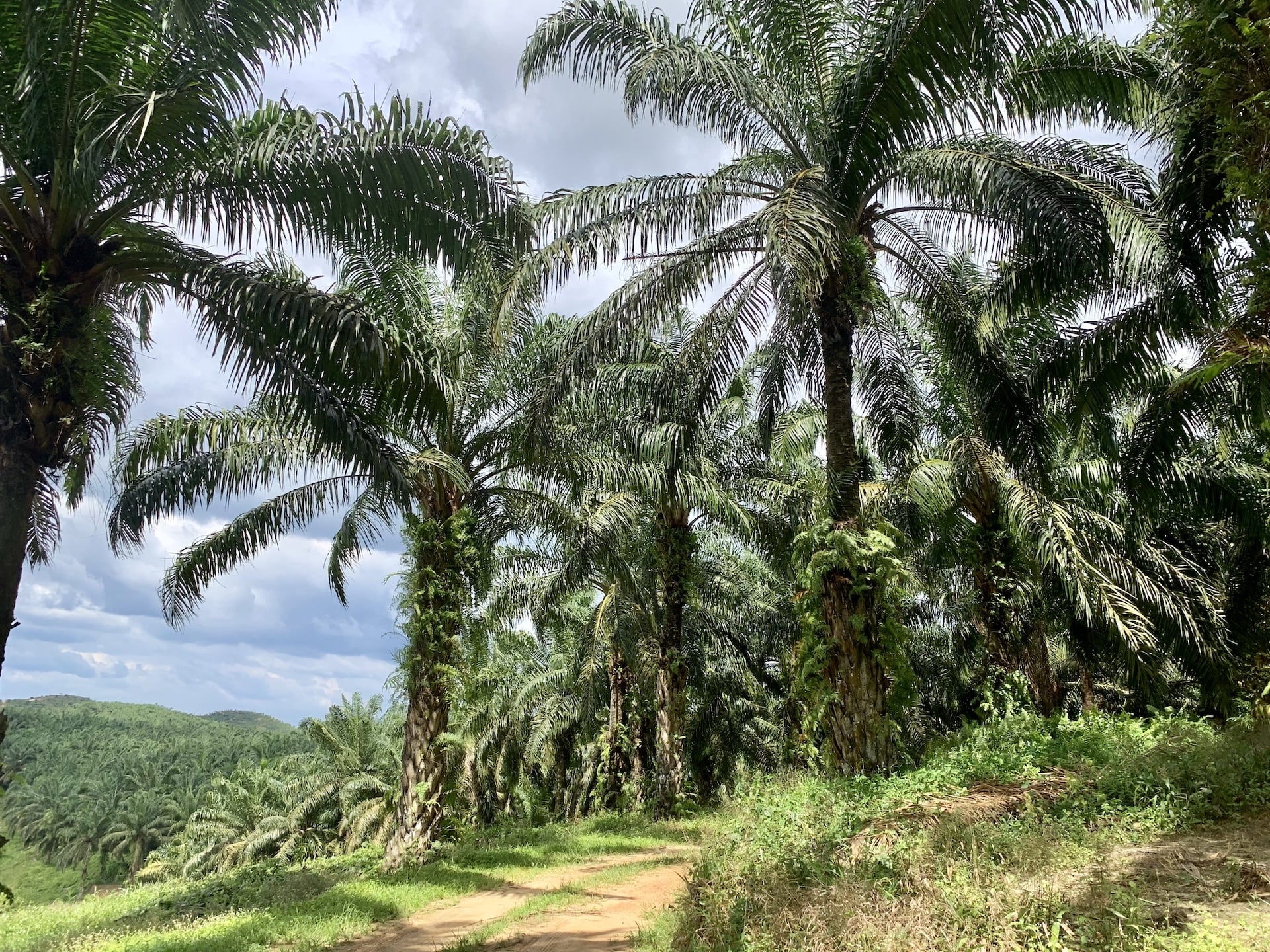 Join Us on the Journey to Sustainable Palm Oil